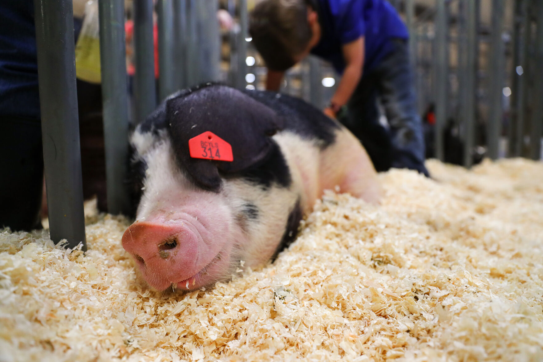 Brazos Valley Youth Livestock Show